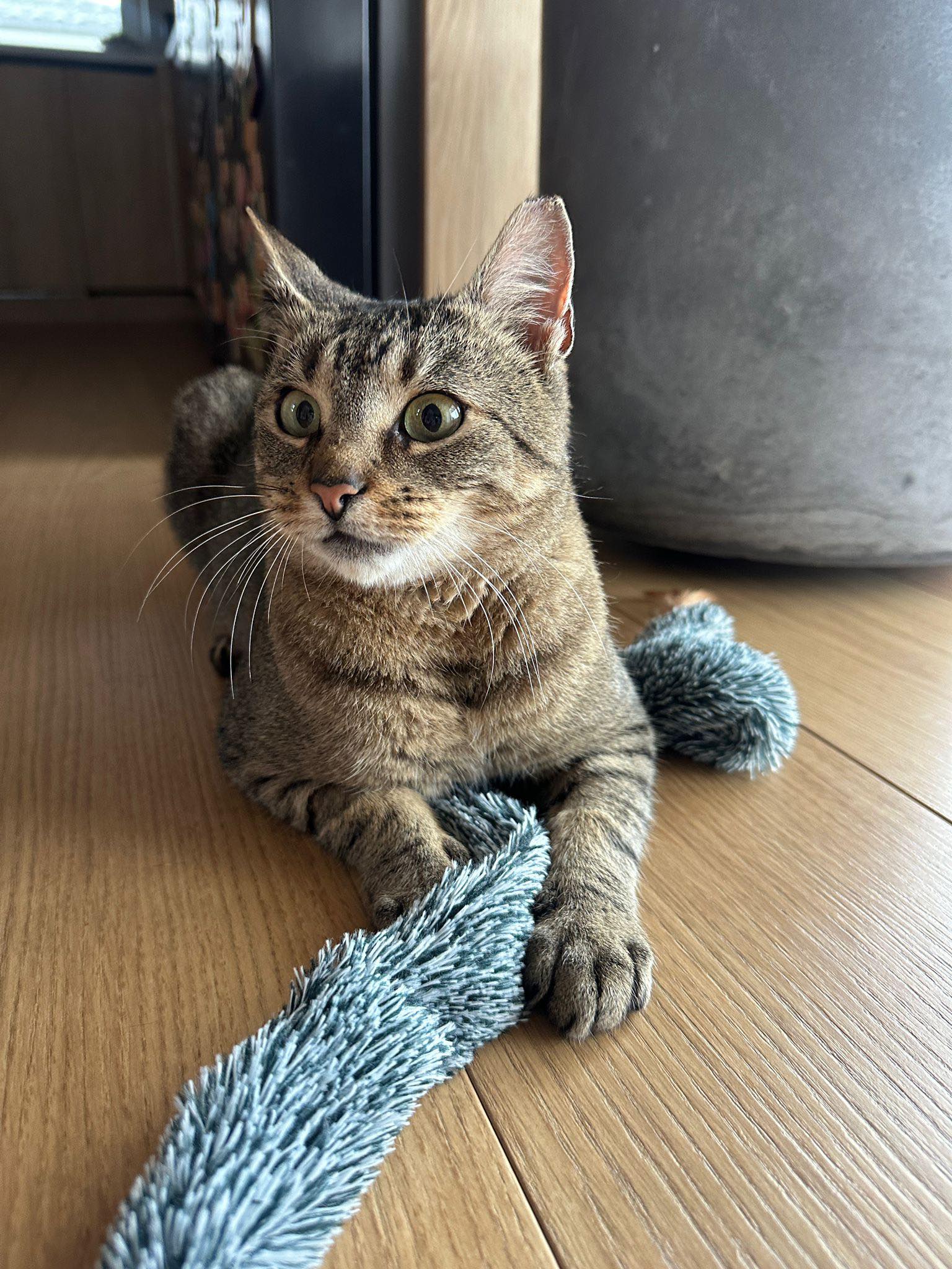 Imagine suplimentară