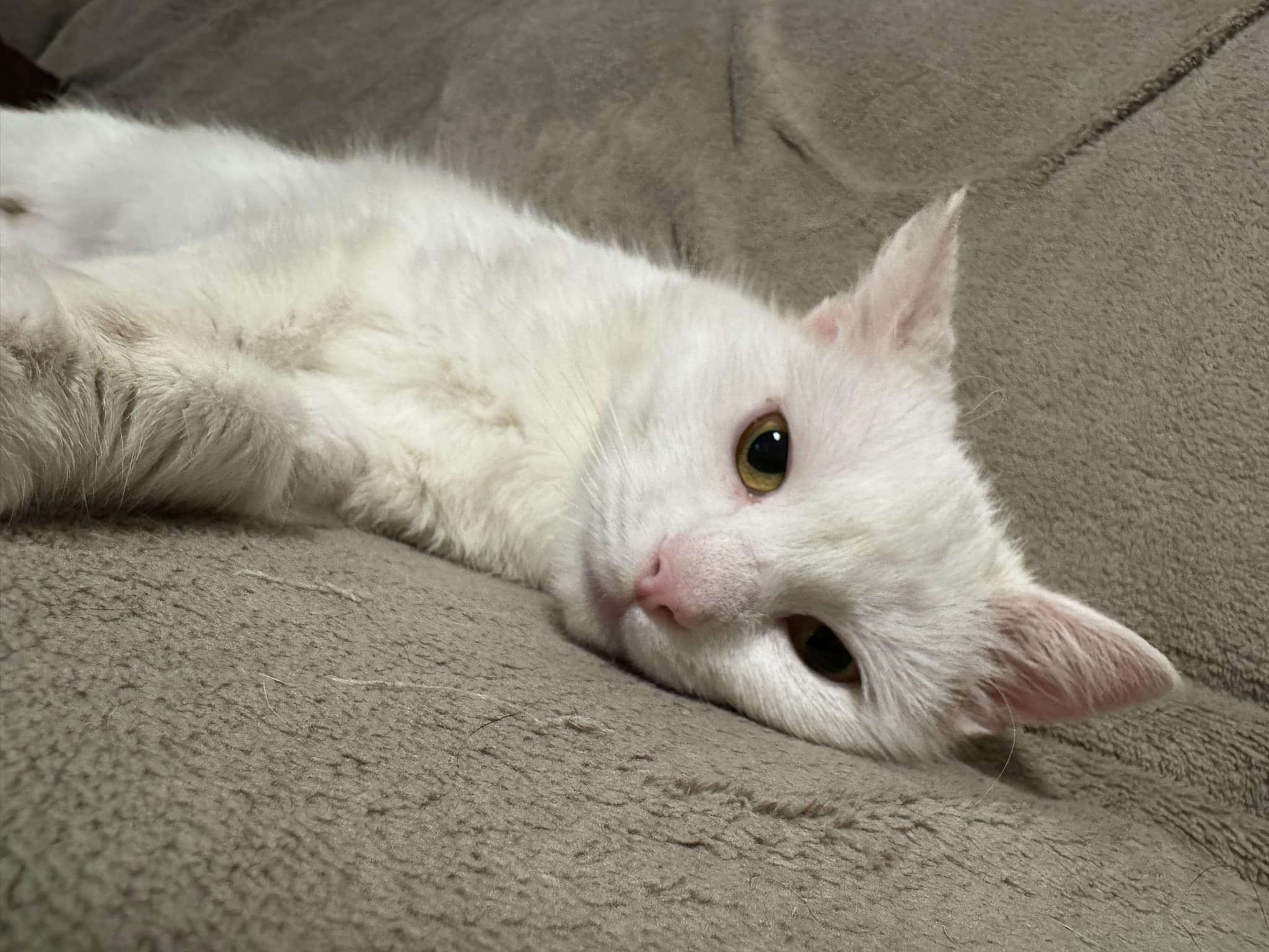 Imagine suplimentară