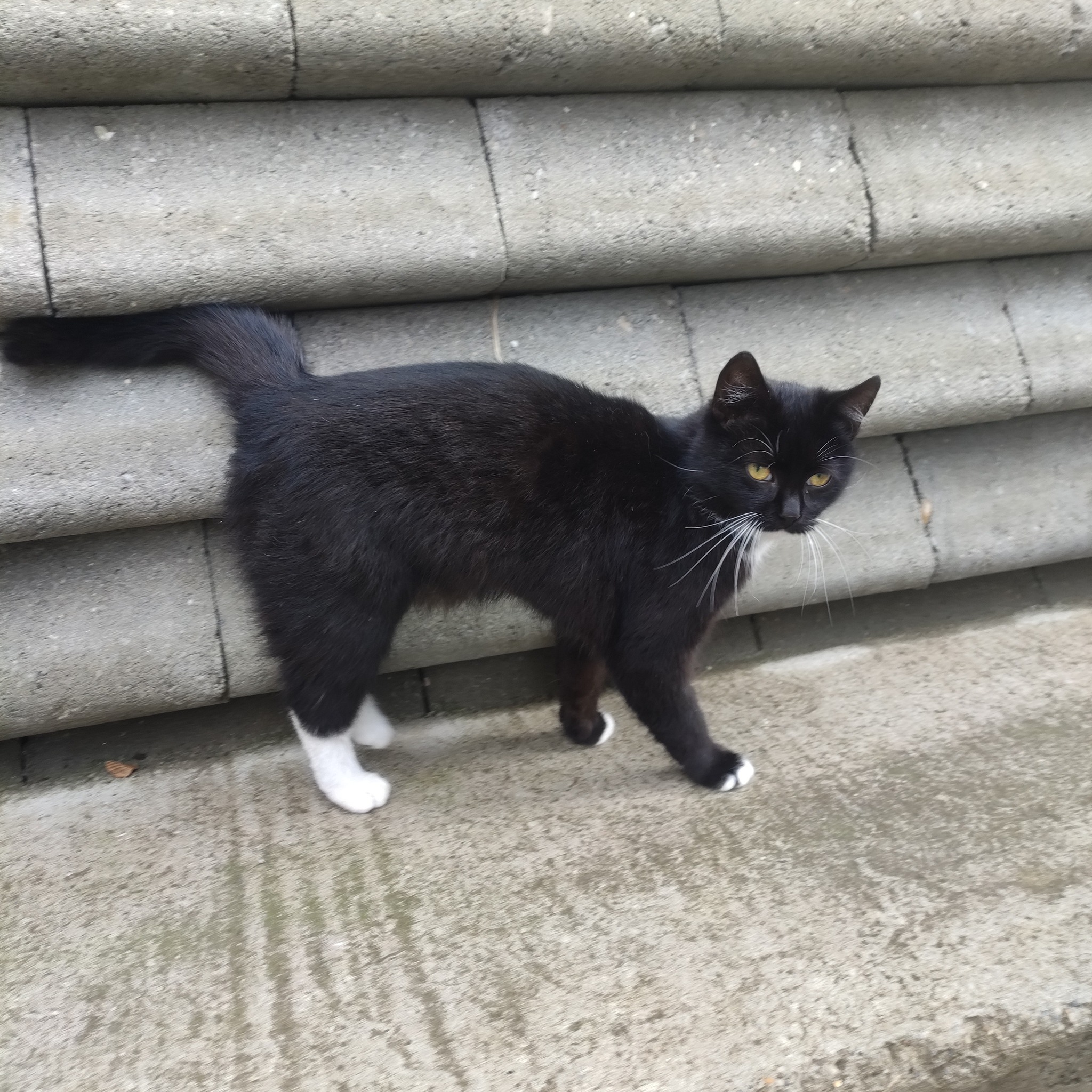 Imagine suplimentară